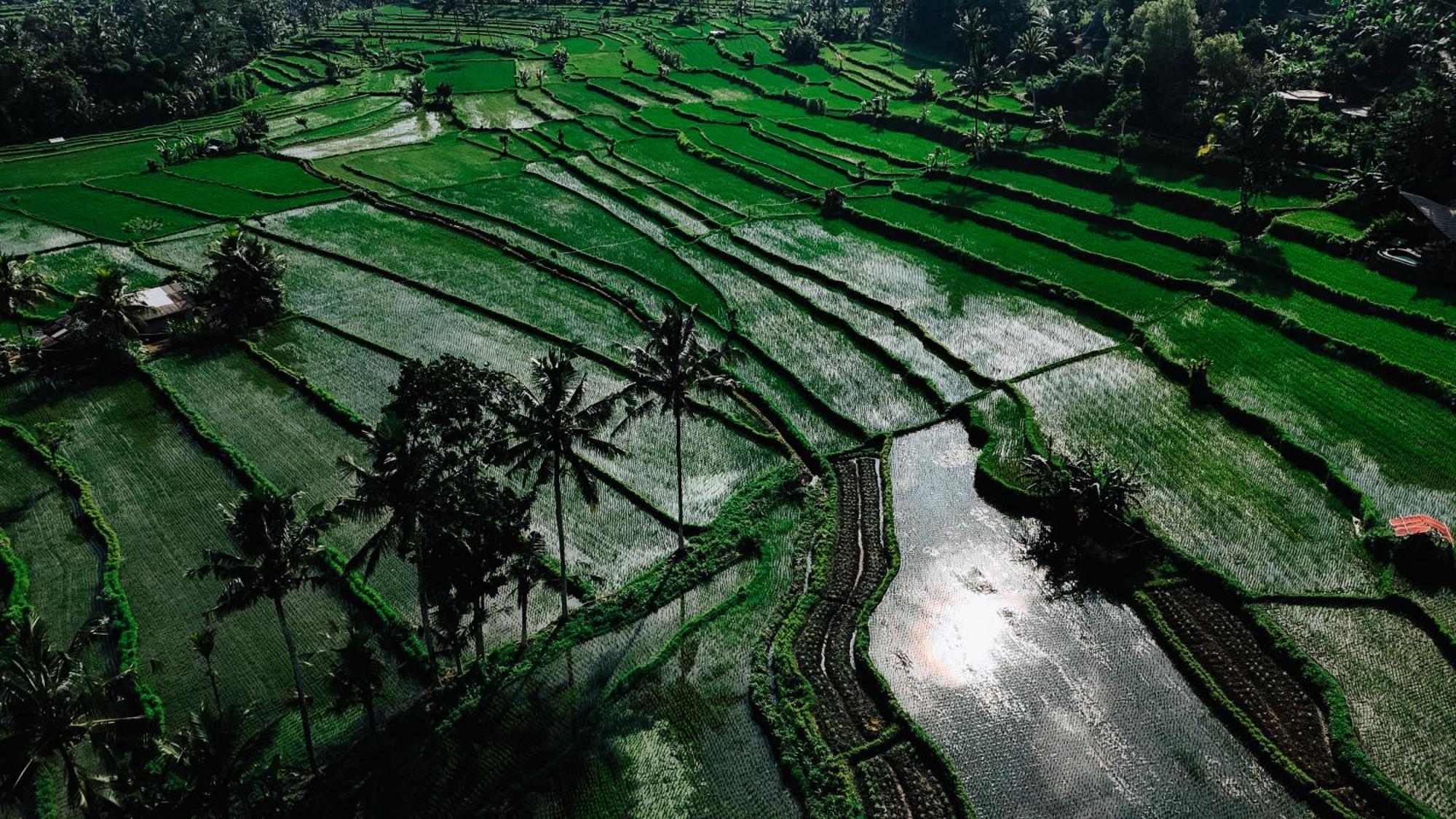 시데멘 Arcada Bali Bamboo House 빌라 외부 사진